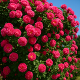 Elegant Climbing Rose Flower Seeds ( C.O.D Available )