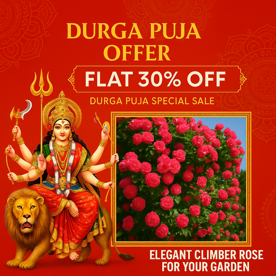 Elegant Climbing Rose Flower Seeds ( C.O.D Available )